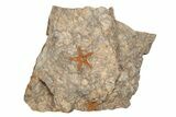Four Ordovician Starfish (Petraster?) Fossil - Morocco #203542-3